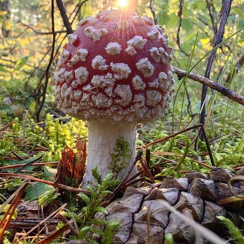 Photo #12759332