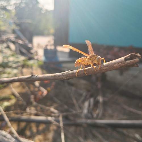 Title: Golden Wasp in Sunlight