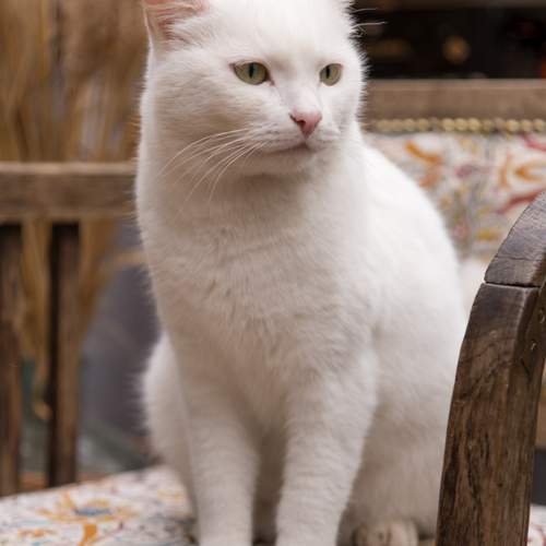 Photo #12760695