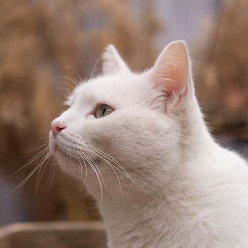 Photo #12760696