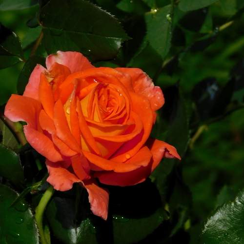 Photo #12760787
