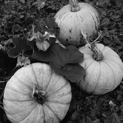 Photo #12760920