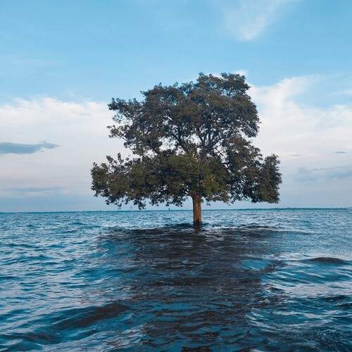 Title: The Lone Survivor