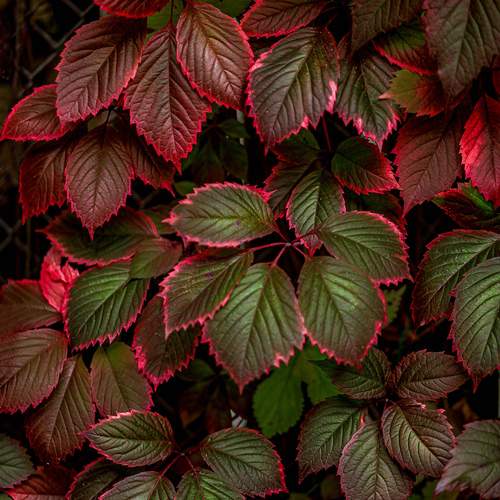 Photo #12762020