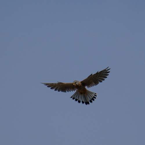 Photo #12762517