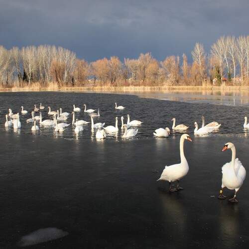 Photo #12763088