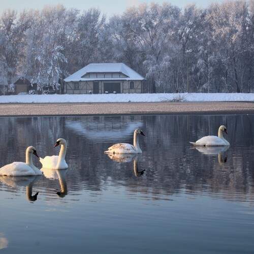 Photo #12763089