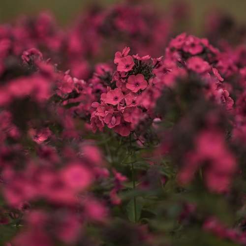 Photo #12764265