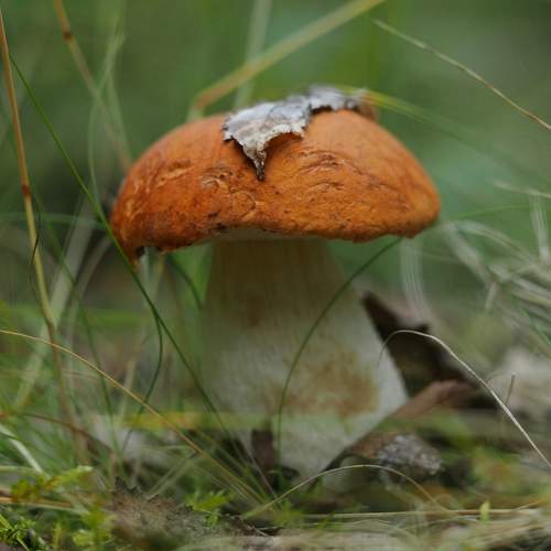 Photo #12765058