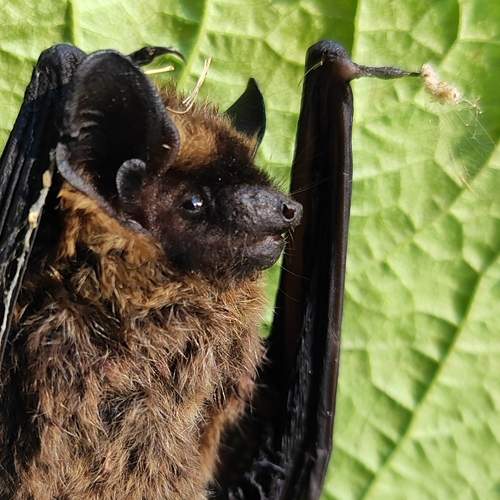 Photo #12765268