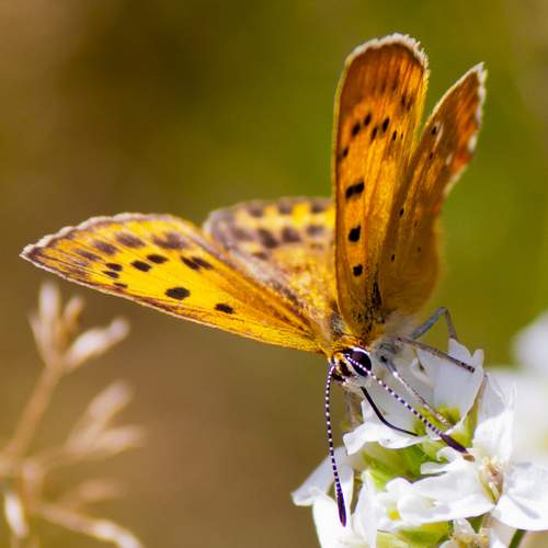 Фотография #12765828