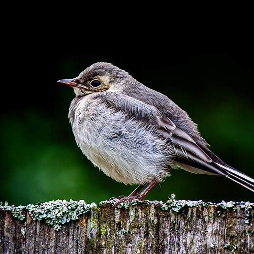 Фотография #12766584