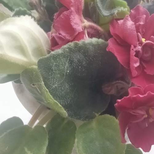 Photo #12767005