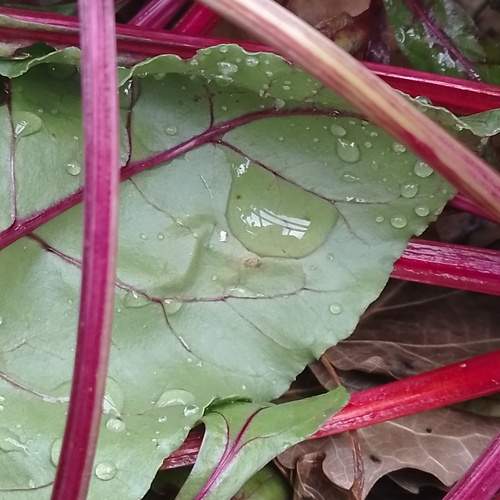 Photo #12767218