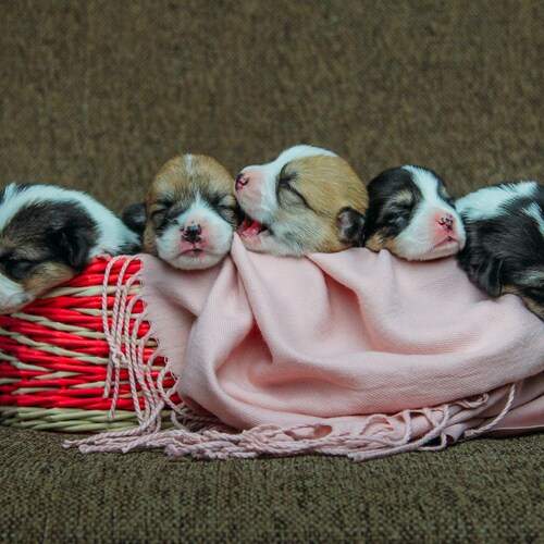 Photo #12767908