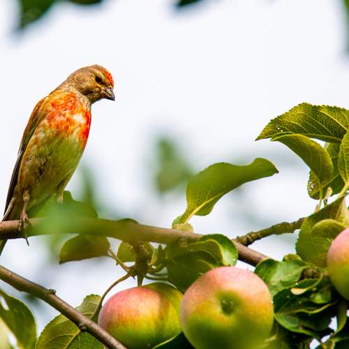 Овсянка с яблоками