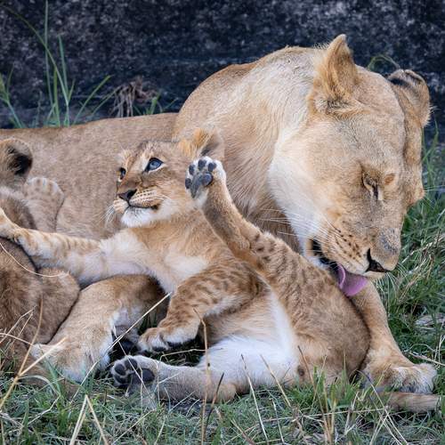 Photo #12768750
