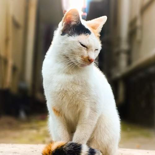 Photo #12768920
