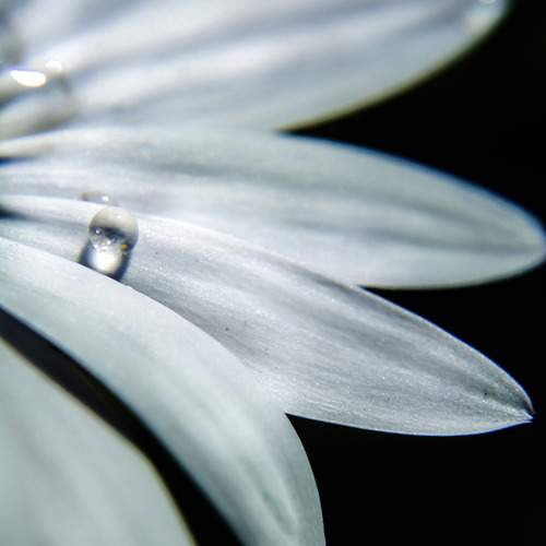 The Dewdrop