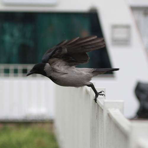 Photo #12772386