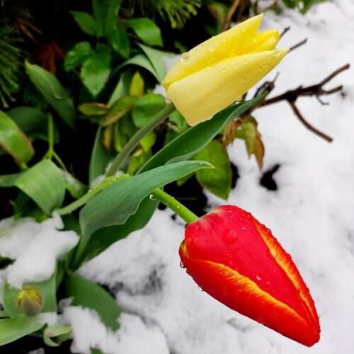 Тюльпаны в снегу