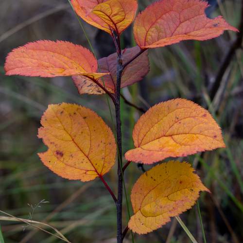 Photo #12775320