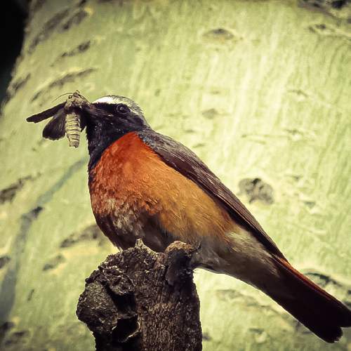 Photo #12775618