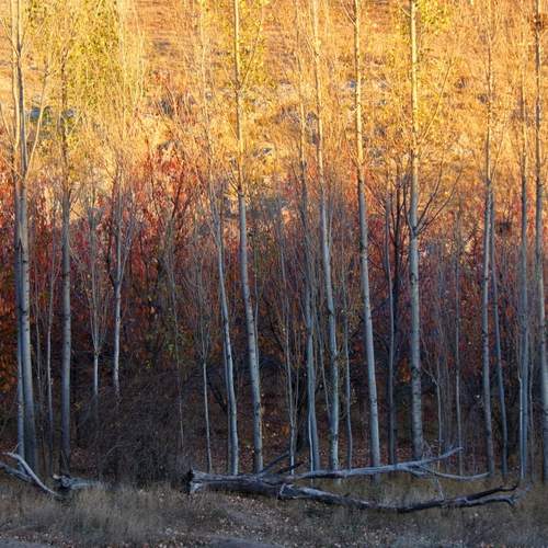 Photo #12775657