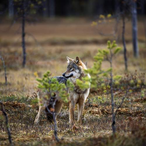 Photo #12775765