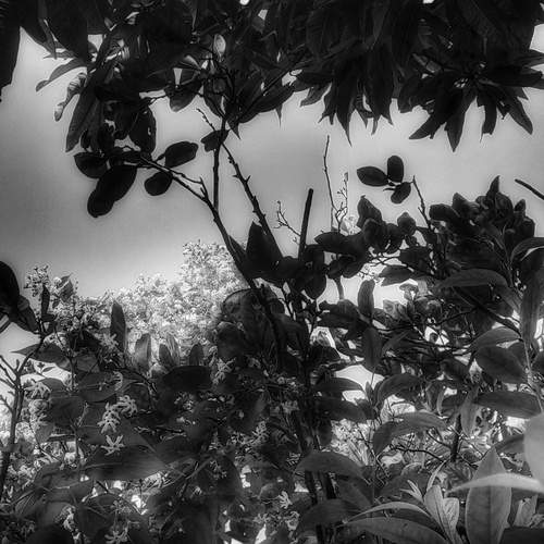 My last memory with nature