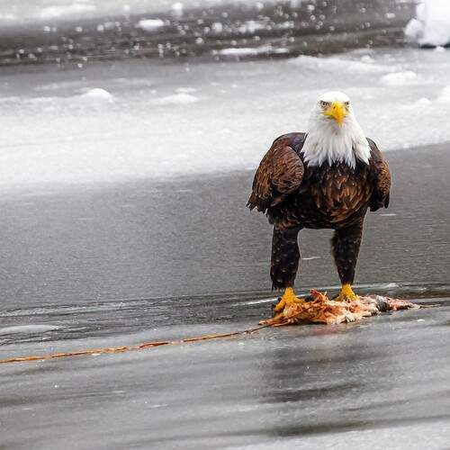 Photo #12777377