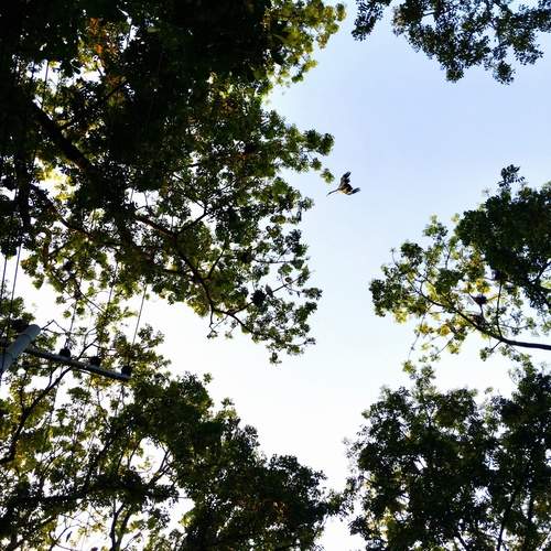 Title: Freedom Between the Branches
