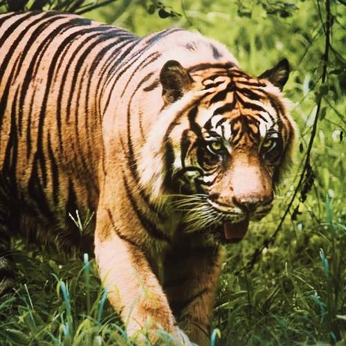 Wild Life