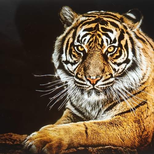 Photo #12777889