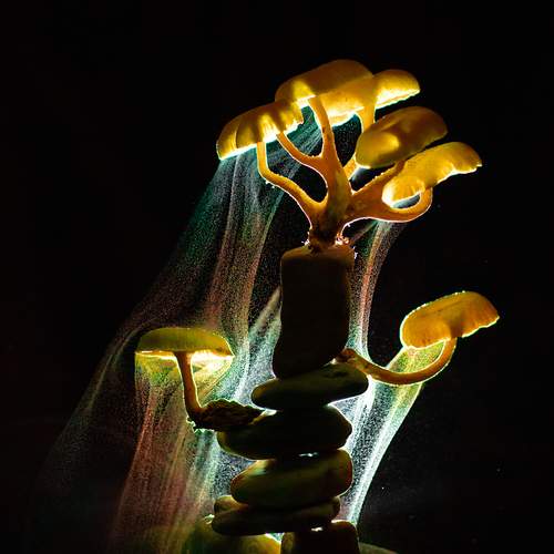 Photo #12778363