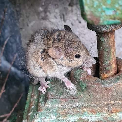 The thiny mouse