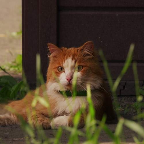 Photo #12779741