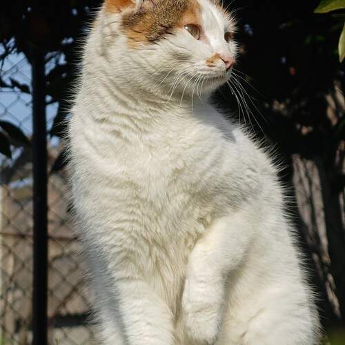 Neighbour\'s Cat