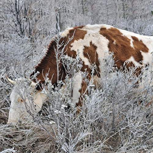 Photo #12780099