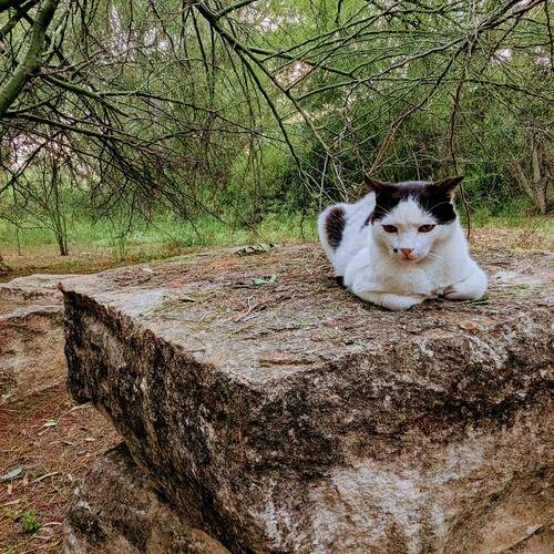 Cat and massive rocks