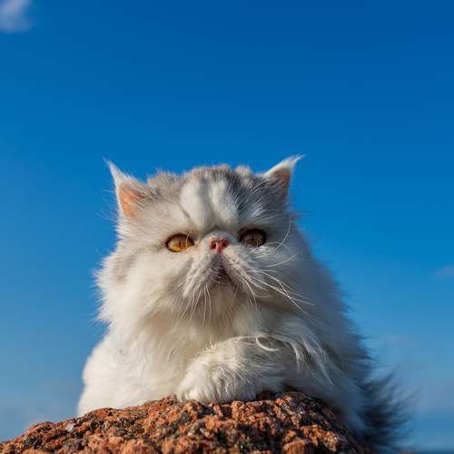 Photo #12780423