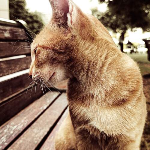 Photo #12780457