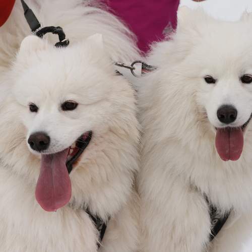 Photo #12780791