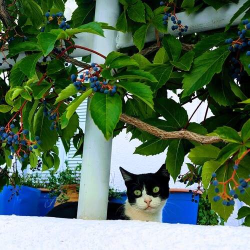 Smiley cat under the tree