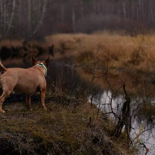 Photo #12780871