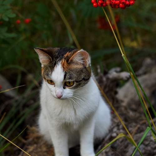 Photo #12780902