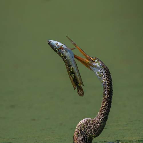 Photo #12780969