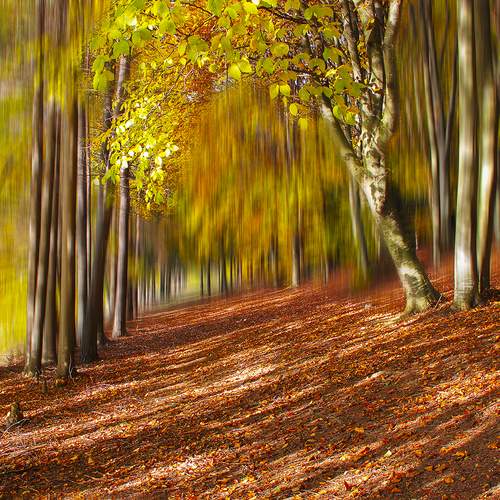 Autumn forest