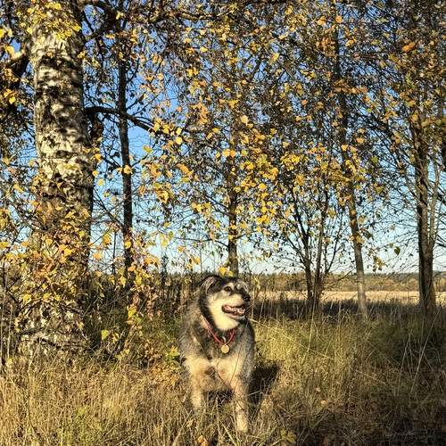 Photo #12781108