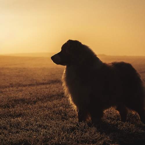 Фотография #12781329